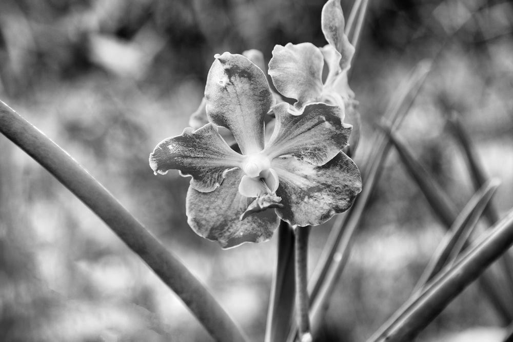 Orchid in Stillness